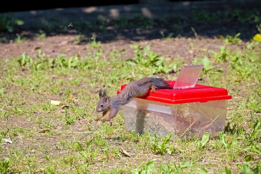 Gli scoiattoli liberati a Beinette negli scatti di Debora Negro