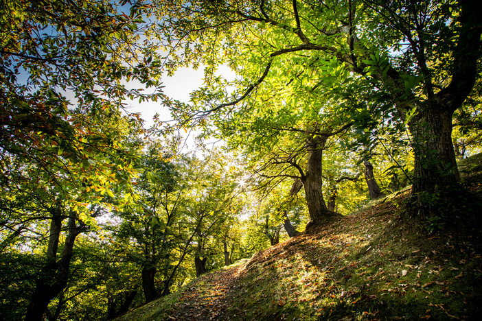 Camminata tra i boschi organizzata dal Comitato Landandè e dalla Proloco di Monastero Casotto