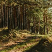 In Granda, quattromila nuovi ettari di foreste grazie al sostegno della Fondazione CRC