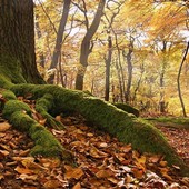 Coldiretti Cuneo: "Bene rinvio regolamento deforestazione, ora semplificazione vera" Coldiretti Cuneo: "Bene rinvio regolamento deforestazione, ora semplificazione vera"