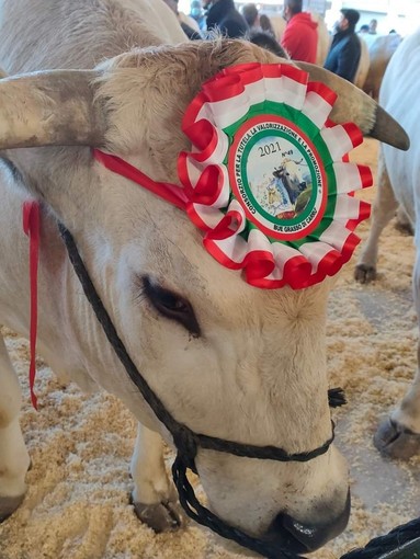 Carrù celebra la razza piemontese: asta del bue, pranzo e giochi alla nona Festa della Carne