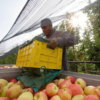 Coldiretti Cuneo: la stagionalità in agricoltura non è sfruttamento