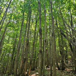Niente proroga per l'abbattimento del ceduo castagno e costi al +40%: il settore forestale in allarme Niente proroga per l'abbattimento del ceduo castagno e costi al +40%: il settore forestale in allarme