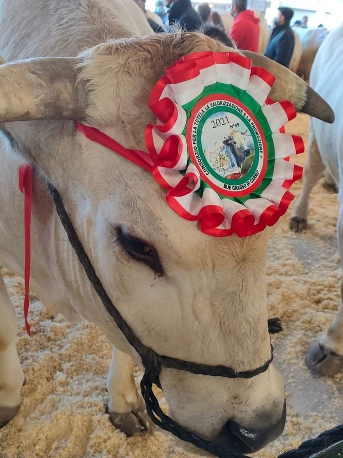 Carrù celebra la razza piemontese: asta del bue, pranzo e giochi alla nona Festa della Carne