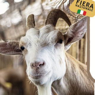 Al via la 13ª fiera BEE – Sapori di Montagna: a Villanova Mondovì cinque giorni tra gusto, cultura e tradizioni Al via la 13ª fiera BEE – Sapori di Montagna: a Villanova Mondovì cinque giorni tra gusto, cultura e tradizioni