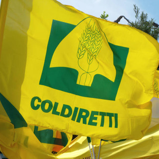 Piazza Coldiretti a Cuneo: tre giorni a cielo aperto tra street food 100% italiano, laboratori per bambini e grandi show comici