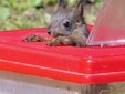 Gli scoiattoli liberati a Beinette negli scatti di Debora Negro
