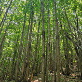Niente proroga per l'abbattimento del ceduo castagno e costi al +40%: il settore forestale in allarme Niente proroga per l'abbattimento del ceduo castagno e costi al +40%: il settore forestale in allarme