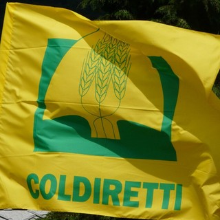 Lavoro, Coldiretti Cuneo: "Bene il protocollo per la filiera vitivinicola" Lavoro, Coldiretti Cuneo: "Bene il protocollo per la filiera vitivinicola"