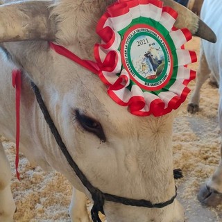 Carrù celebra la razza piemontese: asta del bue, pranzo e giochi alla nona Festa della Carne