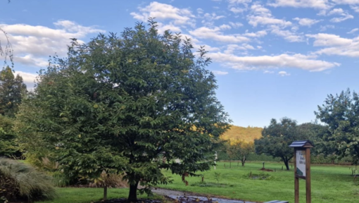 Con il Fai "Benezzo Biodiversità", una giornata dedicata alle ricchezze della natura Con il Fai "Benezzo Biodiversità", una giornata dedicata alle ricchezze della natura