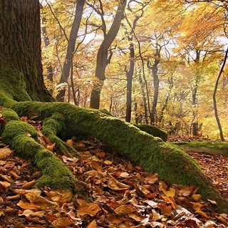 Coldiretti Cuneo: &quot;Bene rinvio regolamento deforestazione, ora semplificazione vera&quot;