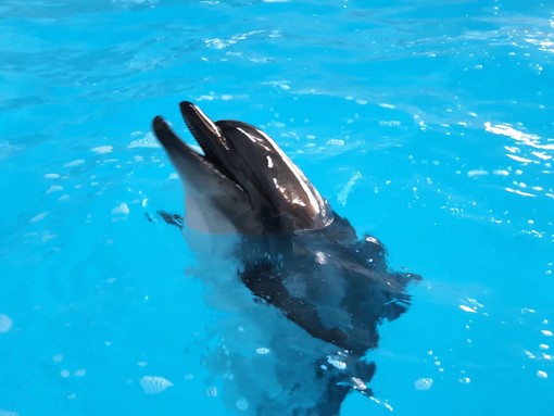 Il veterinario amico dei ricci nel team internazionale che ha salvato la delfina Kasya [FOTO]