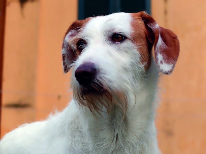 Denuncia dei redditi, Varrone (Cia Cuneo): "Compilazione del modello 730 gratuita per chi adotta un cane o un gatto" Denuncia dei redditi, Varrone (Cia Cuneo): "Compilazione del modello 730 gratuita per chi adotta un cane o un gatto"
