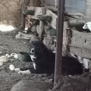 Uno dei cani trovati nella cascina da adottare