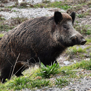 Danni fauna selvatica, Coldiretti Cuneo: troppo bassa percentuale di risarcimento all'83%