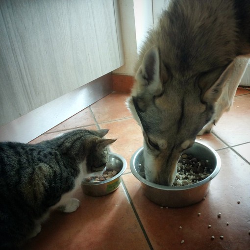 I cani sono in grado di percepire i gusti?