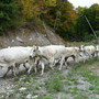 A Prazzo torna "Caluma el vache": si celebra la discesa delle mandrie dagli alpeggi A Prazzo torna "Caluma el vache": si celebra la discesa delle mandrie dagli alpeggi