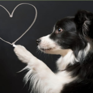 A Mondovì una campagna educativa dedicata ai cani: in programma anche controllo gratuito del chip