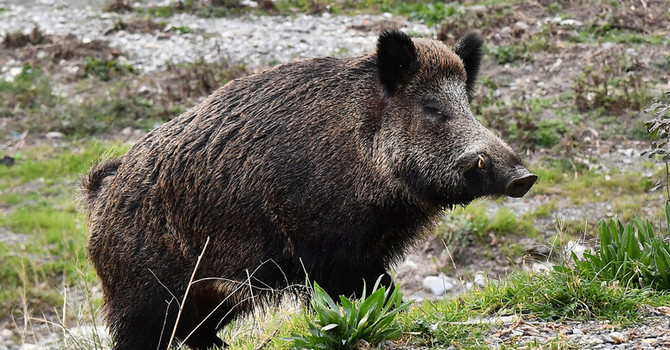 A Cravanzana il primo caso di peste suina africana in provincia di Cuneo: il virus entra in Alta Langa A Cravanzana il primo caso di peste suina africana in provincia di Cuneo: il virus entra in Alta Langa