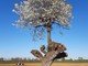 Un ciliegio nato spontaneamente su un albero di gelso: si può ammirare a Ceresole d'Alba