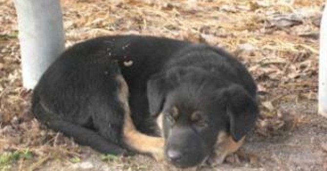 Alba, il Comune avvia la coprogettazione per la gestione del canile