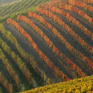 Un mese di aprile nel segno della promozione per l’Enoteca Regionale del Roero