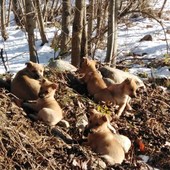 Otto cuccioli abbandonati vicino al torrente Pesio a Pianfei, il sindaco: "Li abbiamo salvati. Cercano una casa" Otto cuccioli abbandonati vicino al torrente Pesio a Pianfei, il sindaco: "Li abbiamo salvati. Cercano una casa"