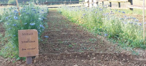 A Niella Tanaro è iniziata la fioritura della Nigella