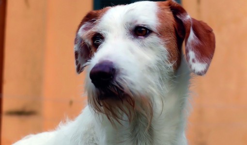 Denuncia dei redditi, Varrone (Cia Cuneo): "Compilazione del modello 730 gratuita per chi adotta un cane o un gatto" Denuncia dei redditi, Varrone (Cia Cuneo): "Compilazione del modello 730 gratuita per chi adotta un cane o un gatto"