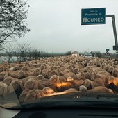 Centinaia di pecore sulla provinciale al confine tra Cuneo e Torino