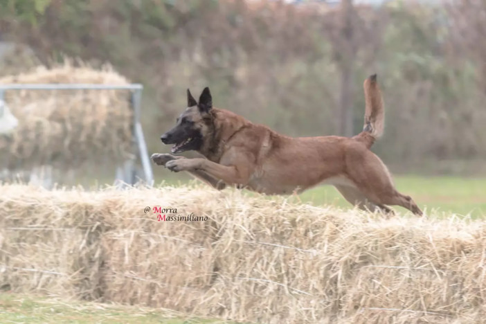Al via da oggi a Borgo San Dalmazzo il Campionato del Mondo FCI di Mondioring 2025 Al via da oggi a Borgo San Dalmazzo il Campionato del Mondo FCI di Mondioring 2025