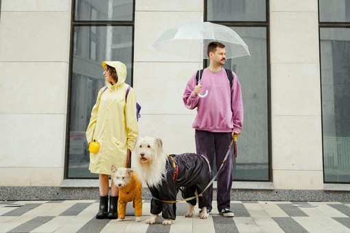 How Pets Help People Connect Faster How Pets Help People Connect Faster