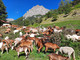 pontebernardo, all'Ecomuseo della Pastorizia inaugura la mostra fotografica "Animali e Saperi in Cammino" pontebernardo, all'Ecomuseo della Pastorizia inaugura la mostra fotografica "Animali e Saperi in Cammino"