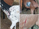 Tre capre ferite e una sbranata dai lupi alle 9 di mattina: la rabbia del sindaco di Gaiola