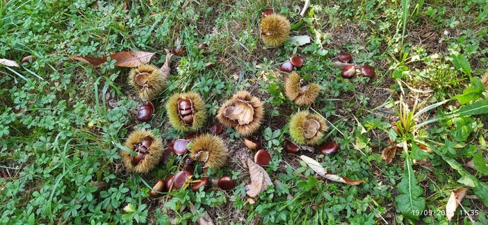 &quot;I piccoli castanicoltori presi in giro: prezzi da fame mentre i grandi si spartiscono la torta&quot;