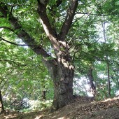 Un castagneto Un castagneto