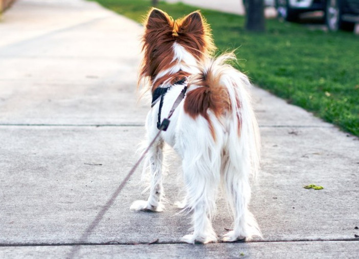 Ultimi posti disponibili per il Patentino gratuito per i proprietari di cani Ultimi posti disponibili per il Patentino gratuito per i proprietari di cani