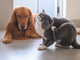 Antiparassitari per cani e gatti: quali sono e come si usano