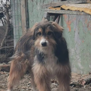 Ancora quattro cani da adottare in una cascina della Val Pesio