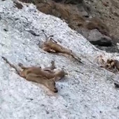 Strage di cervi in alta Valle Stura, un testimone: "Poco prima è scesa un'imponente slavina. Io ero lì"