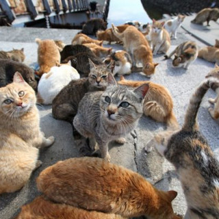 Il Comune di Bra cerca soggetti che si occupino delle colonie feline in città