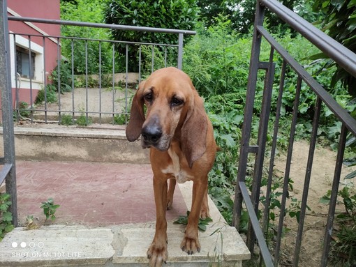 Smarrito un cane a Bernezzo: la sua famiglia lo sta cercando