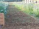 A Niella Tanaro è iniziata la fioritura della Nigella
