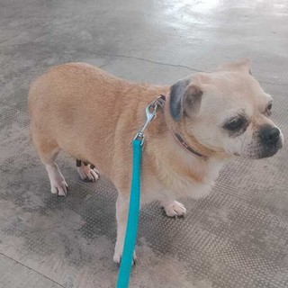 Cuneo, ritrovata cagnolina in piazza Torino: si cercano i proprietari Cuneo, ritrovata cagnolina in piazza Torino: si cercano i proprietari