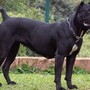 A Carrù torna il corso di formazione per i proprietari di cani A Carrù torna il corso di formazione per i proprietari di cani