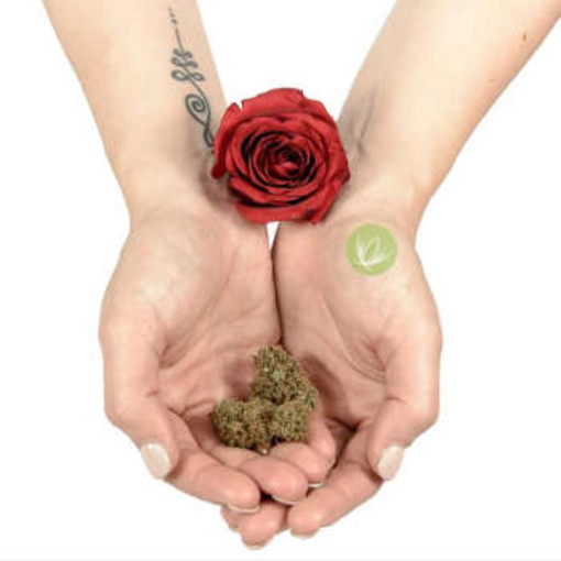 Cos'è la cannabis 'legale': caratteristiche ed effetti