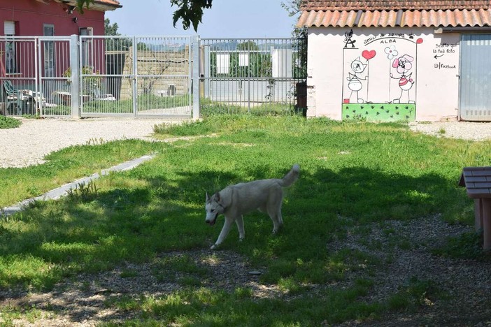 Ad Alba disponibile il bando per la gestione del canile municipale: il Comune avvia la coprogettazione con il terzo settore