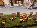 Oggi l'arrivo a Boves della Carovana della Pace, mentre Ceva e Carrù celebrano l'autunno con uva e funghi Oggi l'arrivo a Boves della Carovana della Pace, mentre Ceva e Carrù celebrano l'autunno con uva e funghi