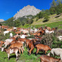 pontebernardo, all'Ecomuseo della Pastorizia inaugura la mostra fotografica "Animali e Saperi in Cammino" pontebernardo, all'Ecomuseo della Pastorizia inaugura la mostra fotografica "Animali e Saperi in Cammino"
